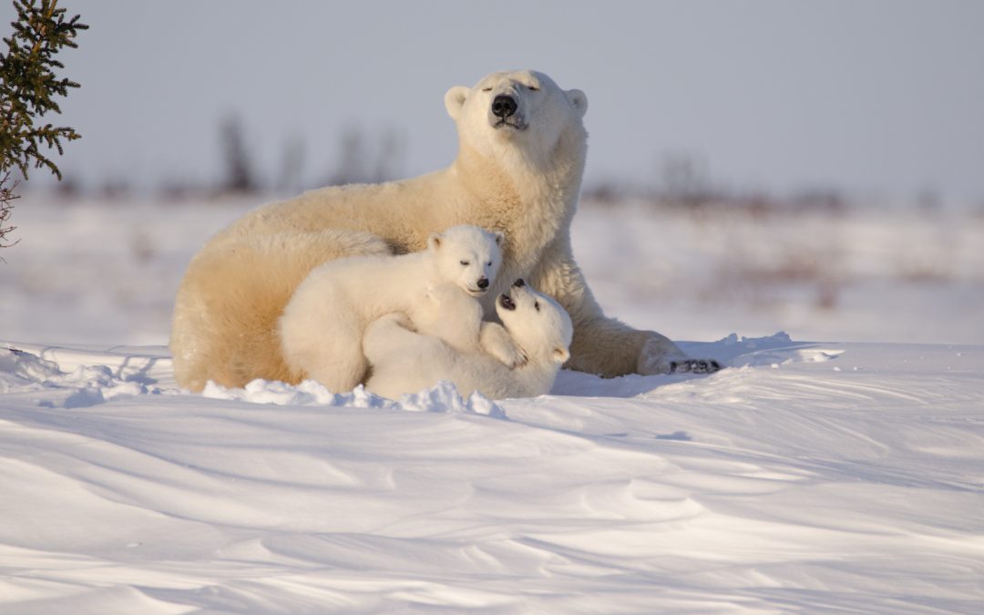 How Far Can Polar Bears Smell? Fascinating Facts About Bear Behaviors