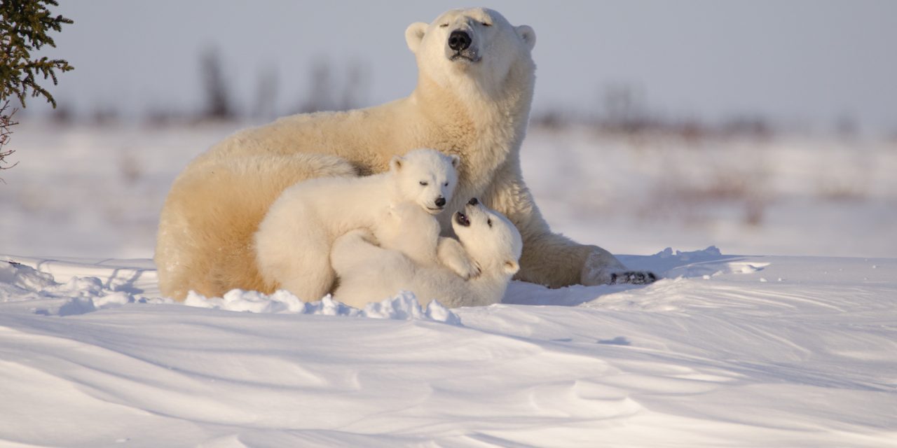 How Far Can Polar Bears Smell? Fascinating Facts About Bear Behaviors