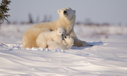 How Far Can Polar Bears Smell? Fascinating Facts About Bear Behaviors