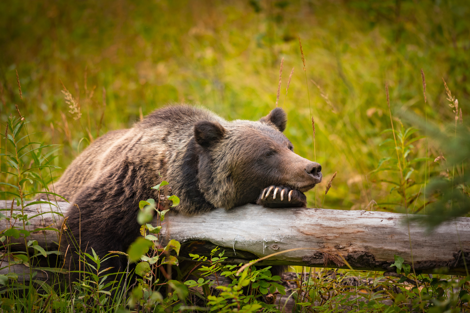Wild Eastern Slopes Grizzly bear taking a rest in a mountain forest in summer Banff National Park Alberta Canada.