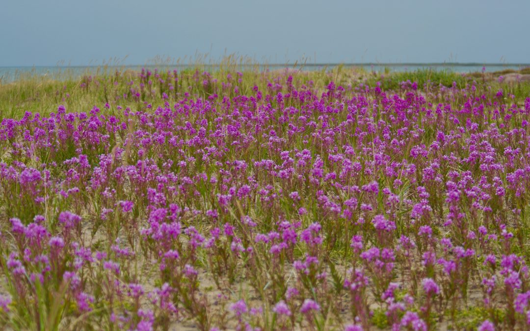 The Summer Ecology of Churchill, Manitoba