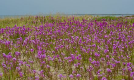 The Summer Ecology of Churchill, Manitoba
