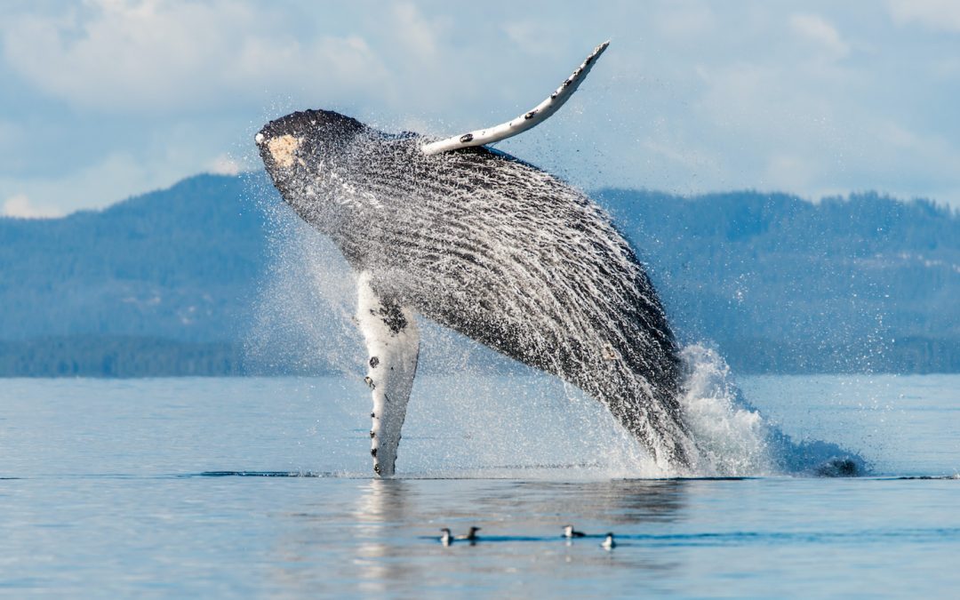 Ethical Whale Watching in Quebec