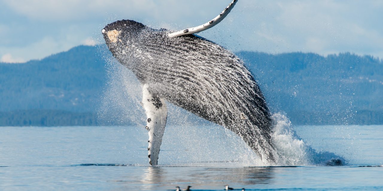 Ethical Whale Watching in Quebec