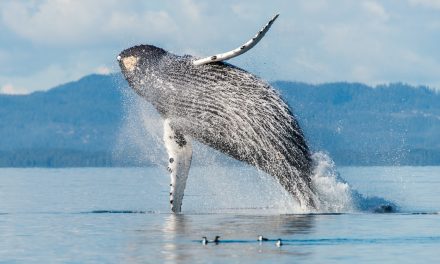 Ethical Whale Watching in Quebec
