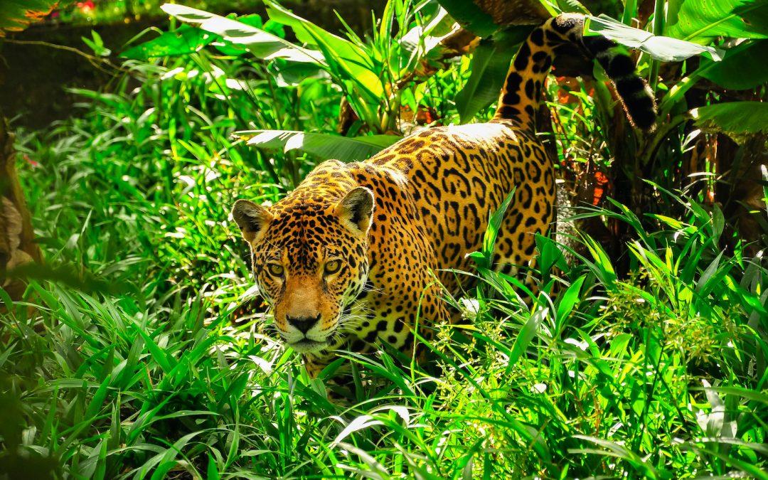 What’s the Difference Between Jaguars, Leopards and Black Panthers?