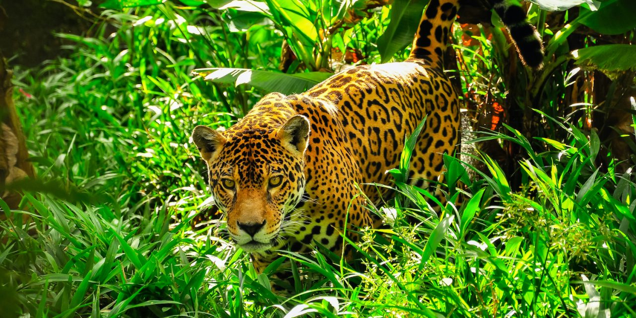 What’s the Difference Between Jaguars, Leopards and Black Panthers?