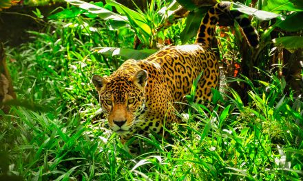 What’s the Difference Between Jaguars, Leopards and Black Panthers?