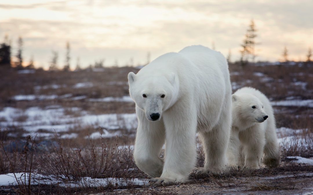 What Sounds Do Polar Bears Make?