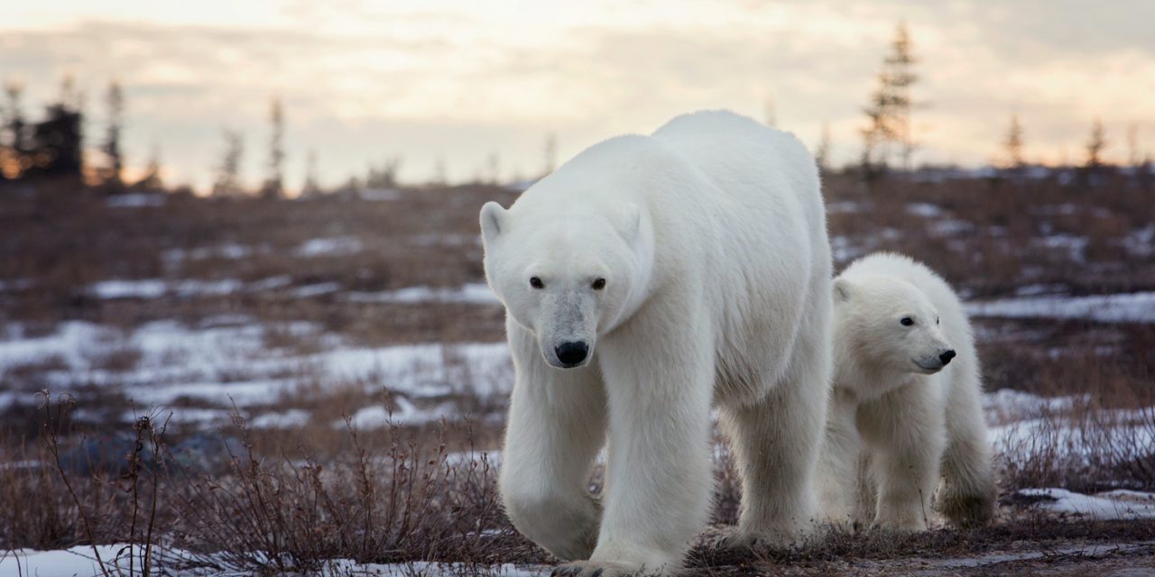 What Sounds Do Polar Bears Make?