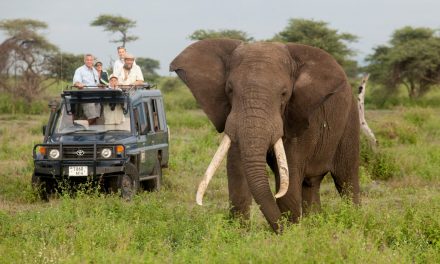 4 Places to See Wildlife on Your East Africa Safari