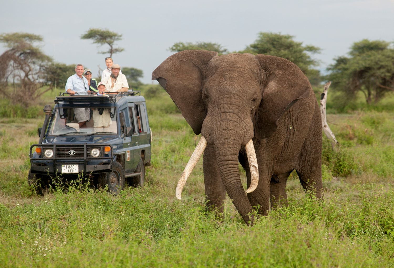 Elephant in Tanzania, Africa