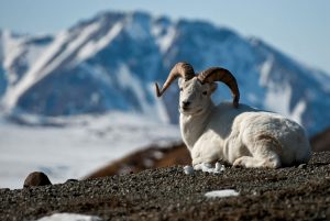 Alaska Dall Sheep