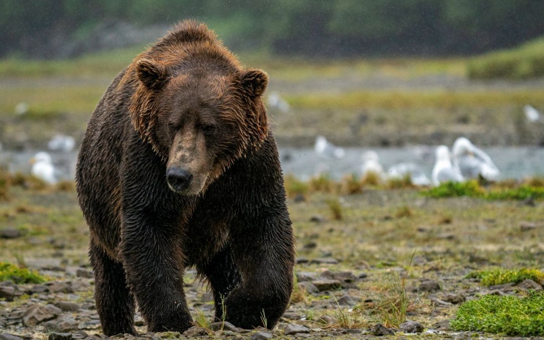 Up Close with Brown Bears in Katmai: A Grizzly Viewing Experience Like No Other