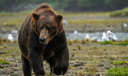 See Alaska’s Big Five: Brown Bear, Moose, Gray Wolf, Caribou & Dall Sheep