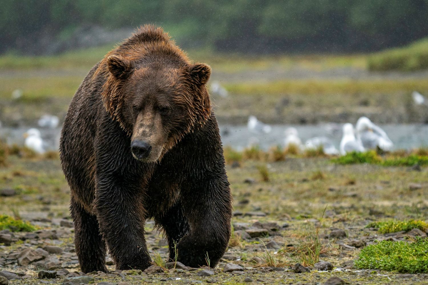 Alaska Grizzly Bear Brown Bear