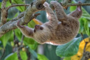 Baby sloth