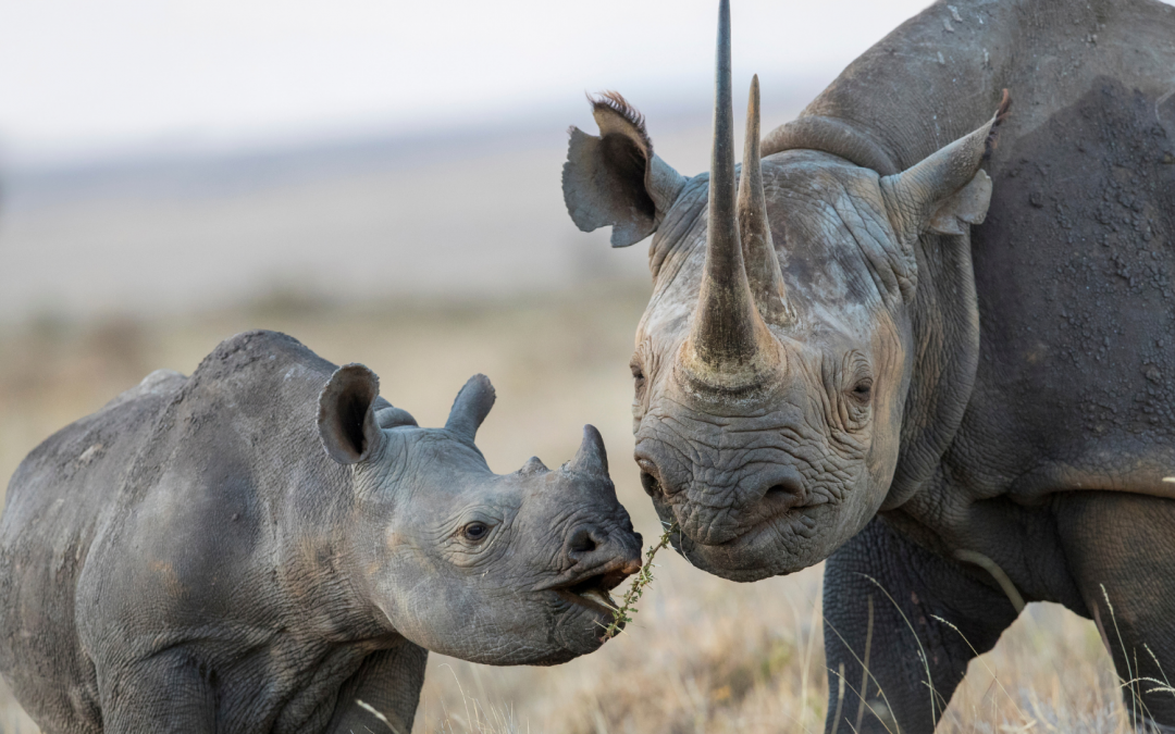 It’s Not All Black and White: How Rhinos Differ