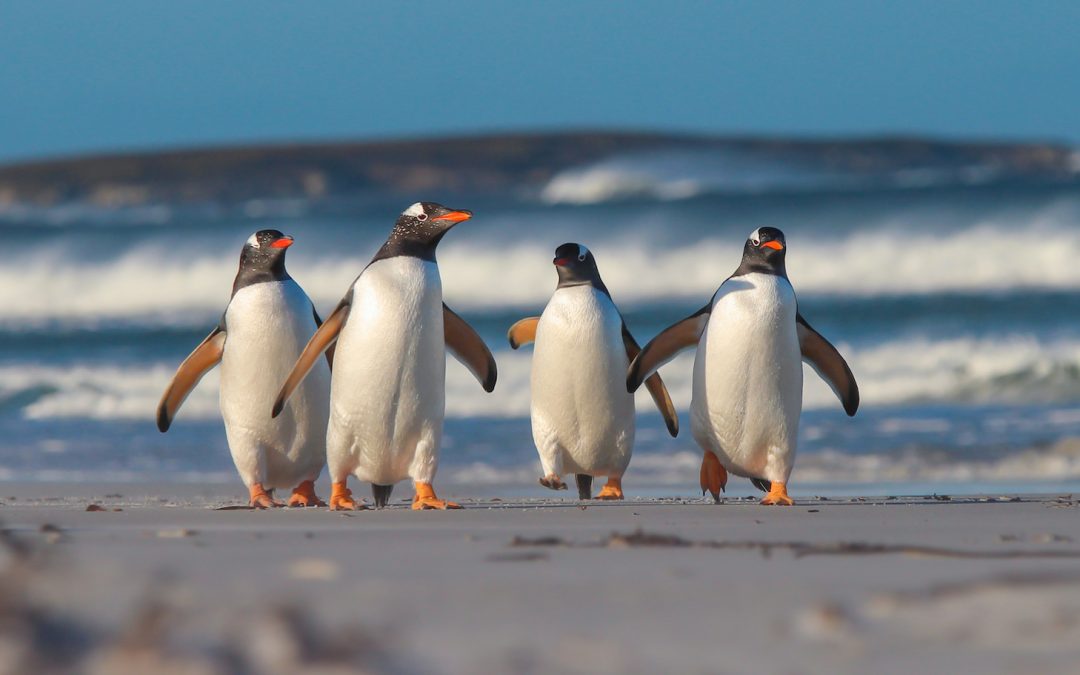 Top 5 Places in the World to See Penguins