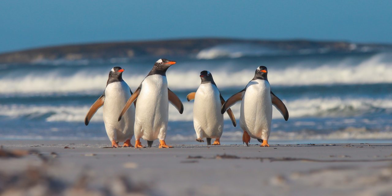 Top 5 Places in the World to See Penguins
