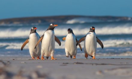 Top 5 Places in the World to See Penguins
