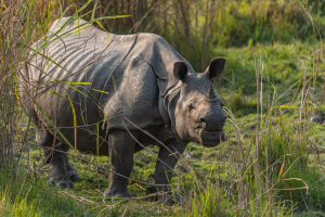 Greater one-horned Rhino (Rhinoceros unicornis) Kaziranga Tiger reserve, India.