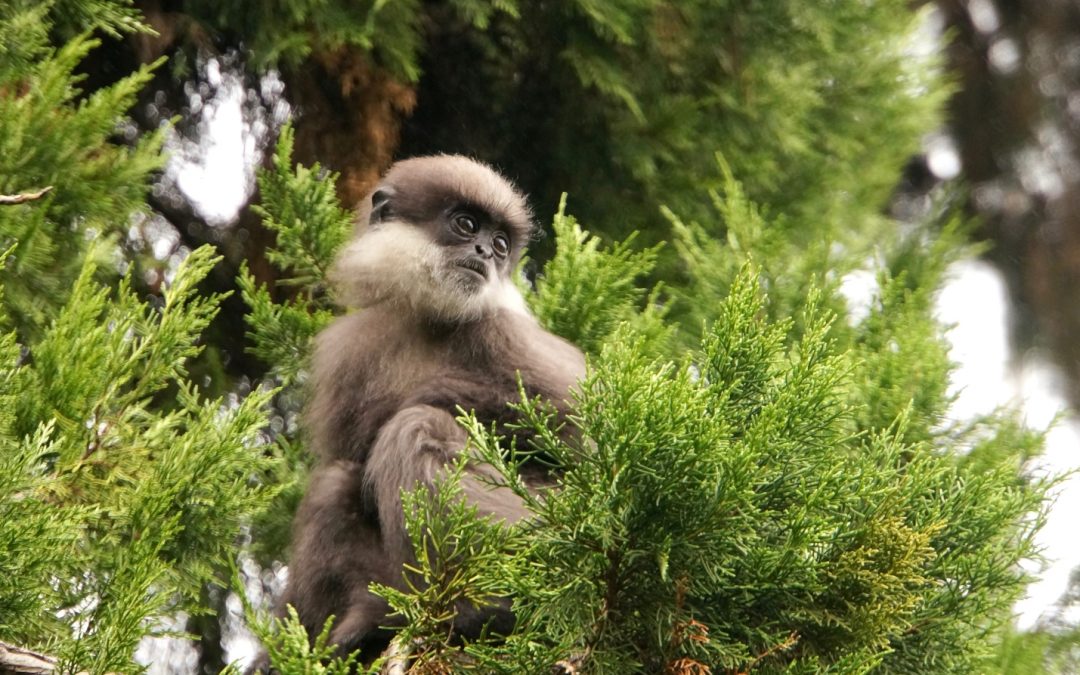 Where Kings Once Ruled: Wildlife of Sri Lanka’s Ancient City of Polonnaruwa