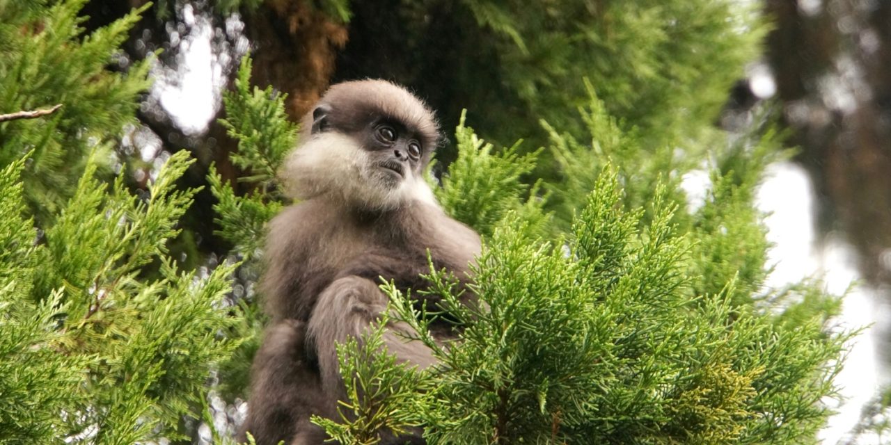 Where Kings Once Ruled: Wildlife of Sri Lanka’s Ancient City of Polonnaruwa