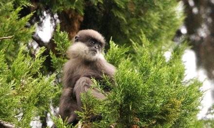 Where Kings Once Ruled: Wildlife of Sri Lanka’s Ancient City of Polonnaruwa