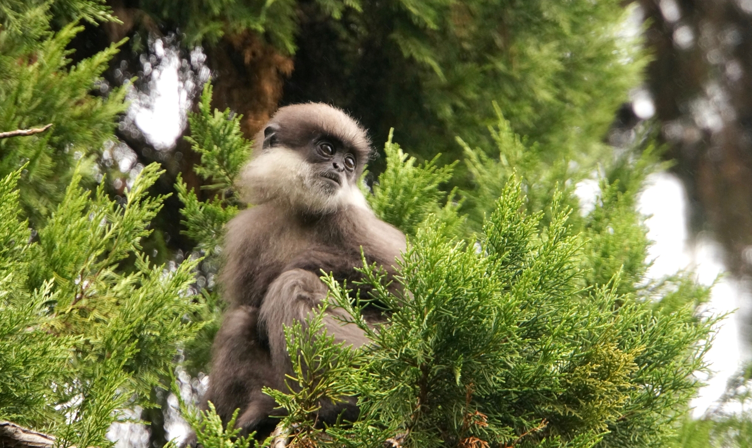 Purple-faced langur in Polonnaruwa, Sri Lanka