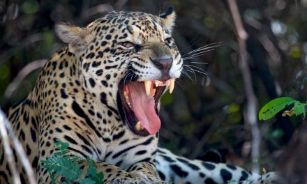 Found: Fishing Jaguars in Brazil’s Phenomenal Pantanal