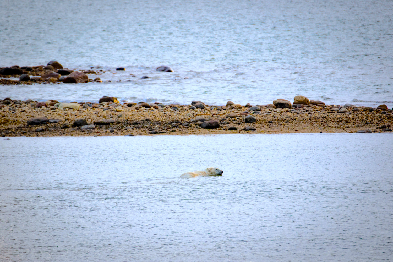 A polar bear swims in the Hudson Bay.