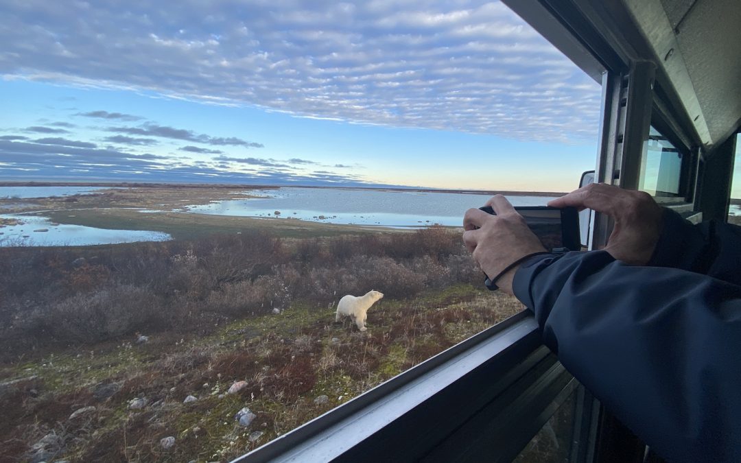 Arctic Adaptations: How Well Can Polar Bears Swim?