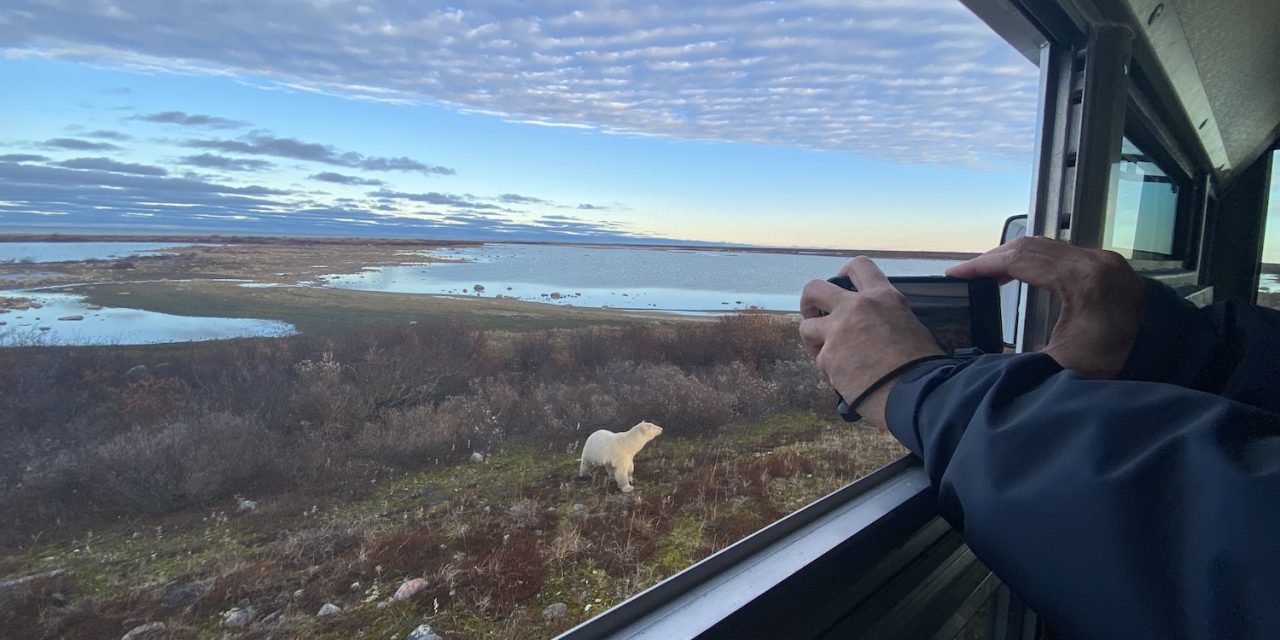 Arctic Adaptations: How Well Can Polar Bears Swim?