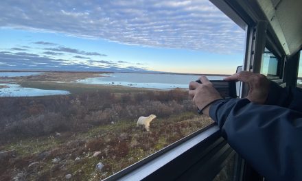 Arctic Adaptations: How Well Can Polar Bears Swim?