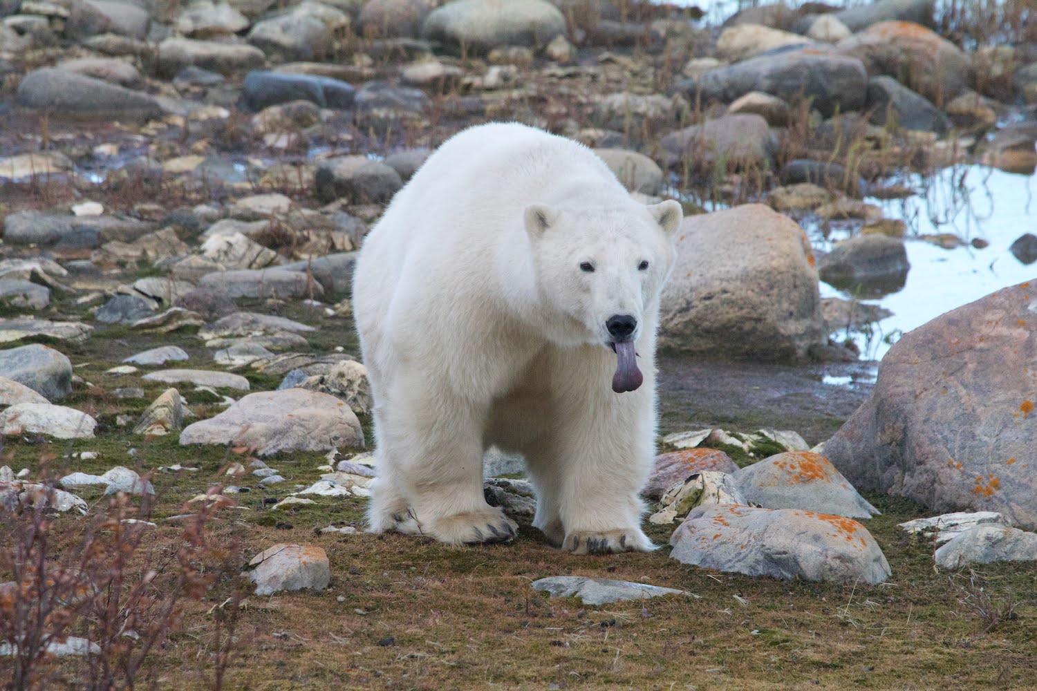 A polar bear eats a fish in Churchill, Manitoba. 