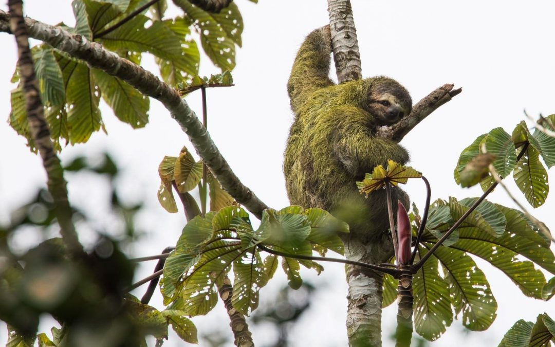 Saving Sloths, Fishing Cats & Armadillos: Young Conservationists Win Future For Nature Award 2022