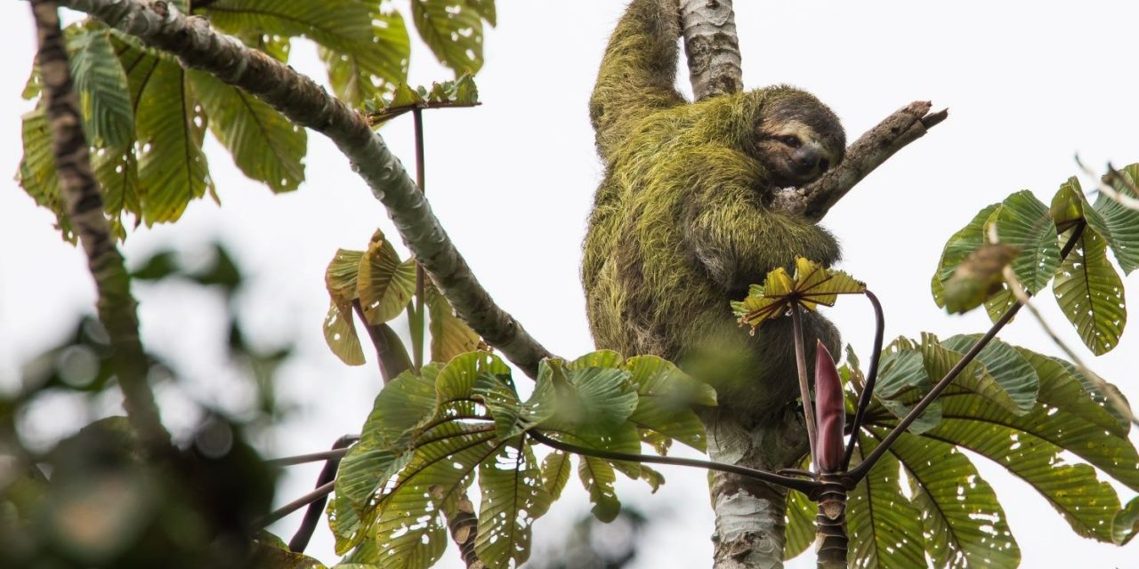 Saving Sloths, Fishing Cats & Armadillos: Young Conservationists Win Future For Nature Award 2022