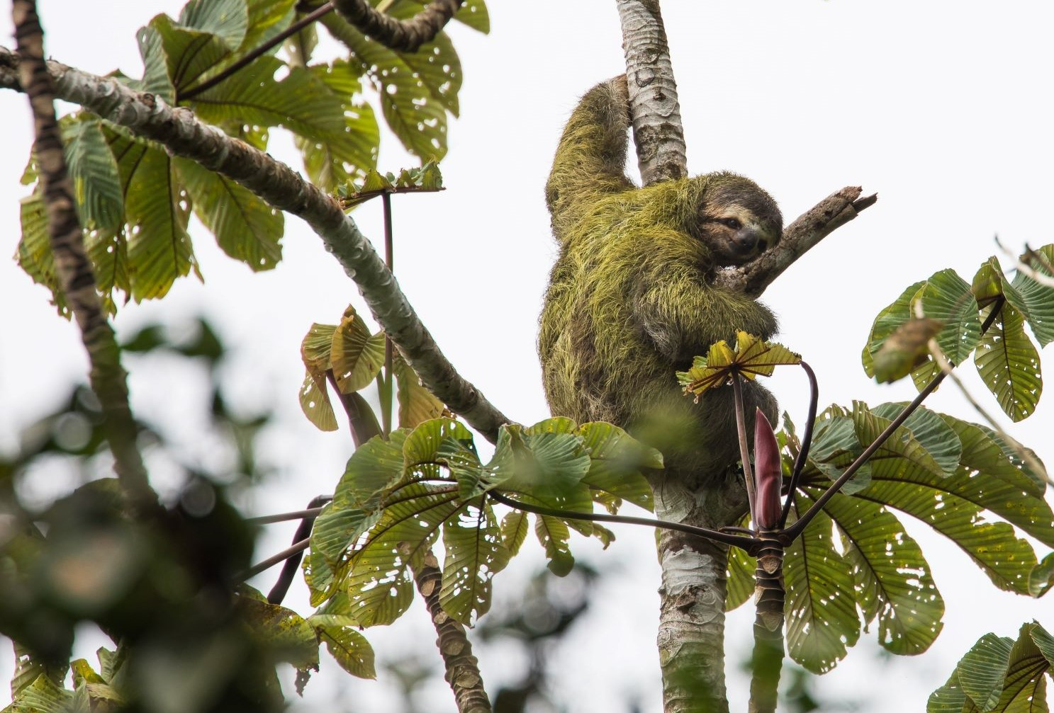 Sloth