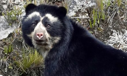 Earth Day 2022: A Golden Bear and Hundreds of Mammals Waiting to Be Discovered