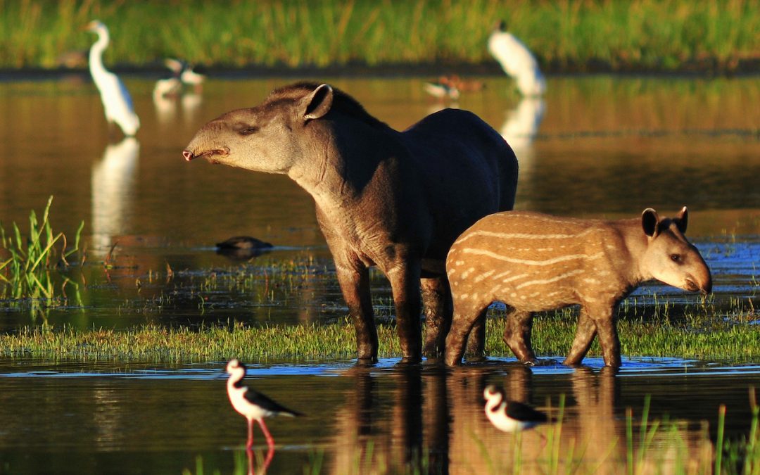 5 Strange Species to See in Brazil’s Pantanal