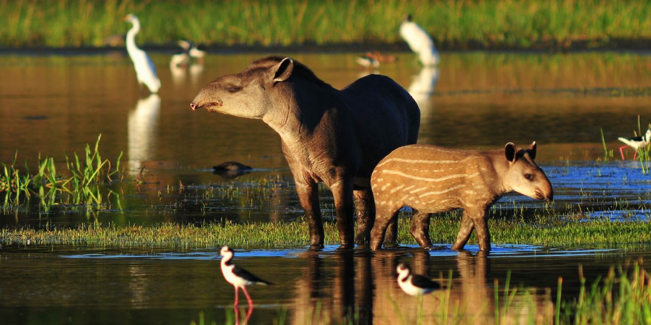 5 Strange Species to See in Brazil’s Pantanal