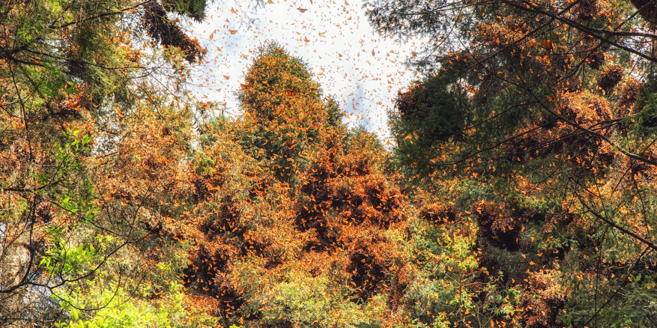 4 Groundbreaking Conservation Wins to Celebrate