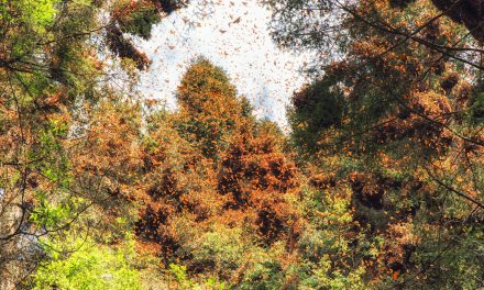 4 Groundbreaking Conservation Wins to Celebrate