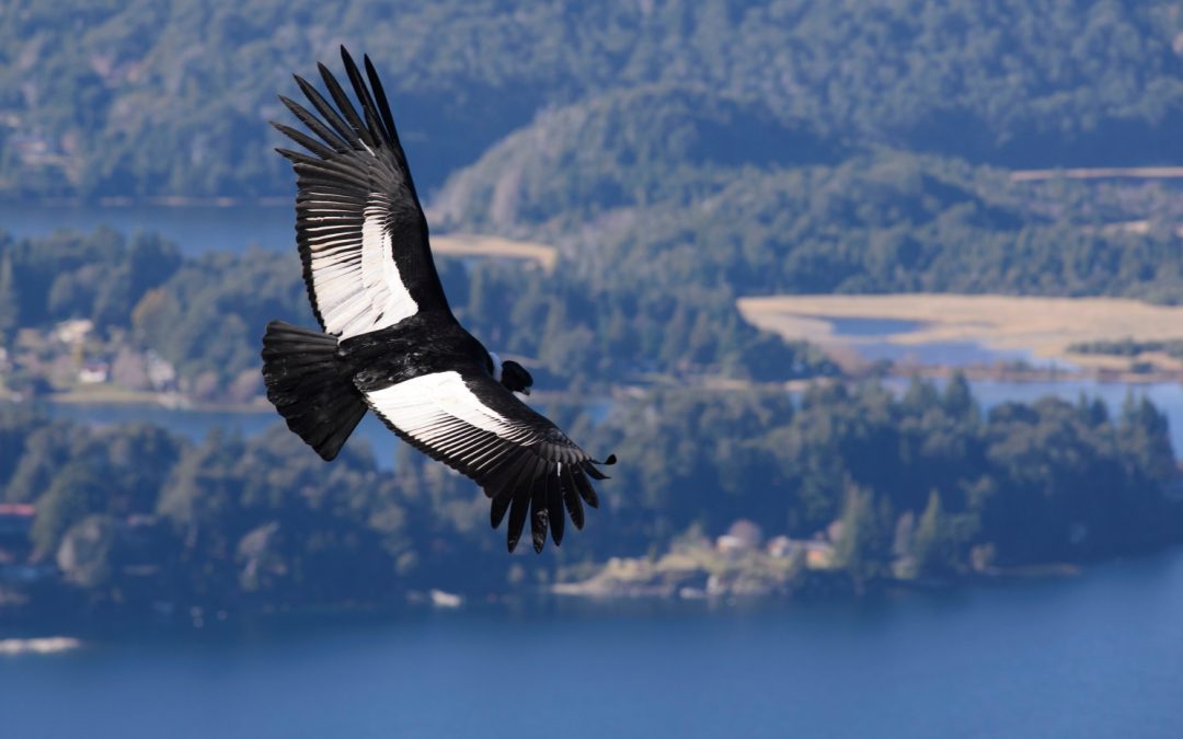 Meet the Andean Condor, the King of the Andes