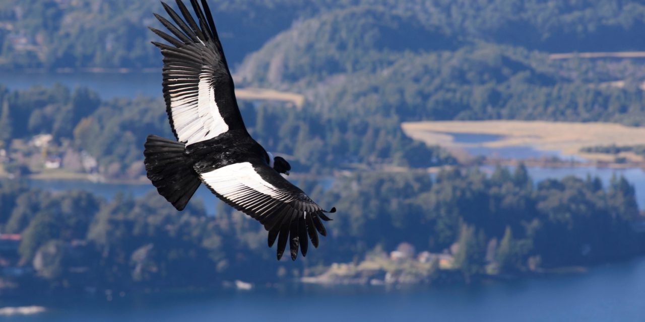Meet the Andean Condor, the King of the Andes