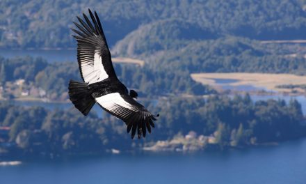 Meet the Andean Condor, the King of the Andes