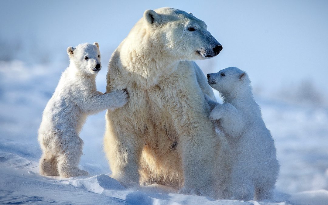 Disneynature’s Polar Bear Premieres Earth Day