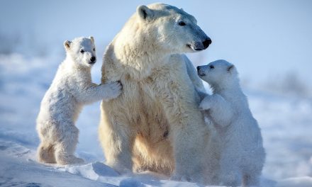Disneynature’s Polar Bear Premieres Earth Day