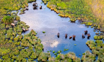 KAZA: How a Shared Vision for Conservation Became the World’s Largest Transboundary Protected Region